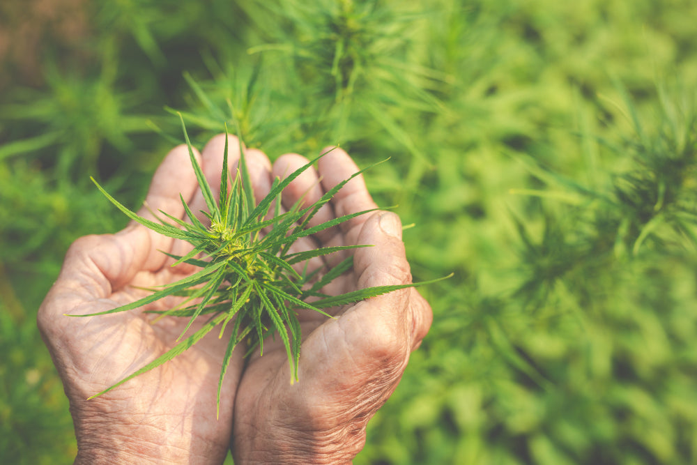 Cannabisblatt in Handflächen