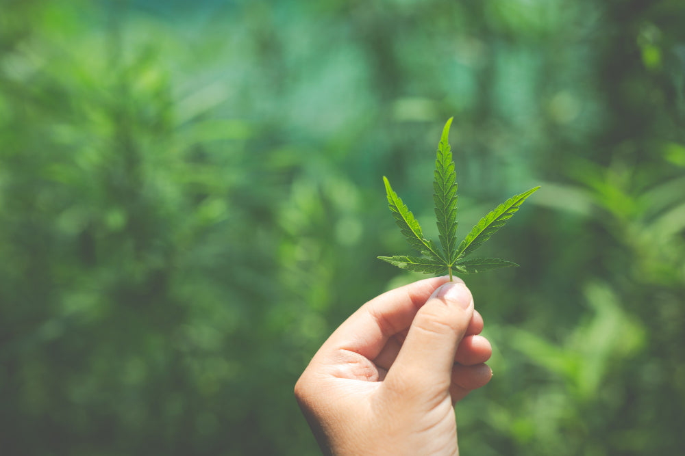 Person hält Cannabis Blatt