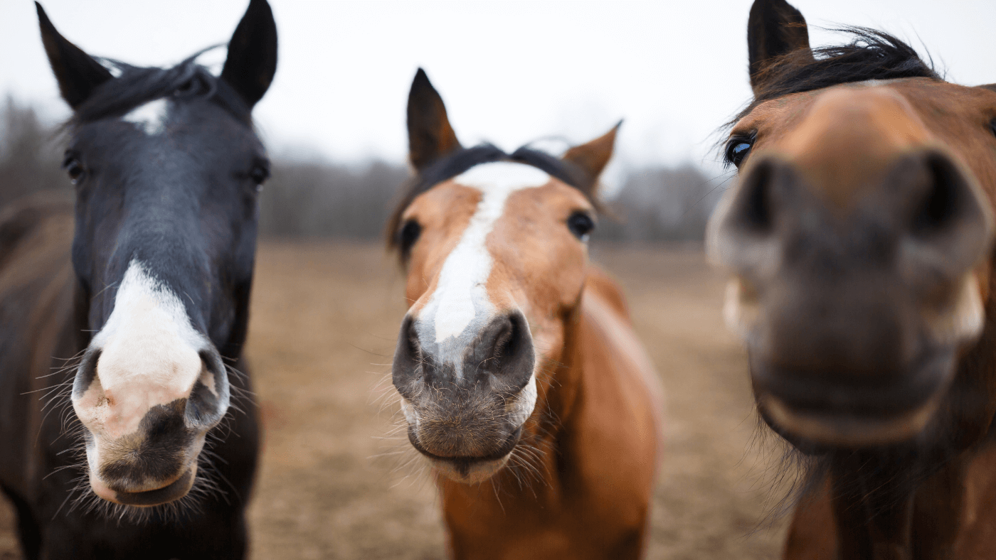 CBD bei Pferden Anwendung, Wirkung & Gelenkgesundheit