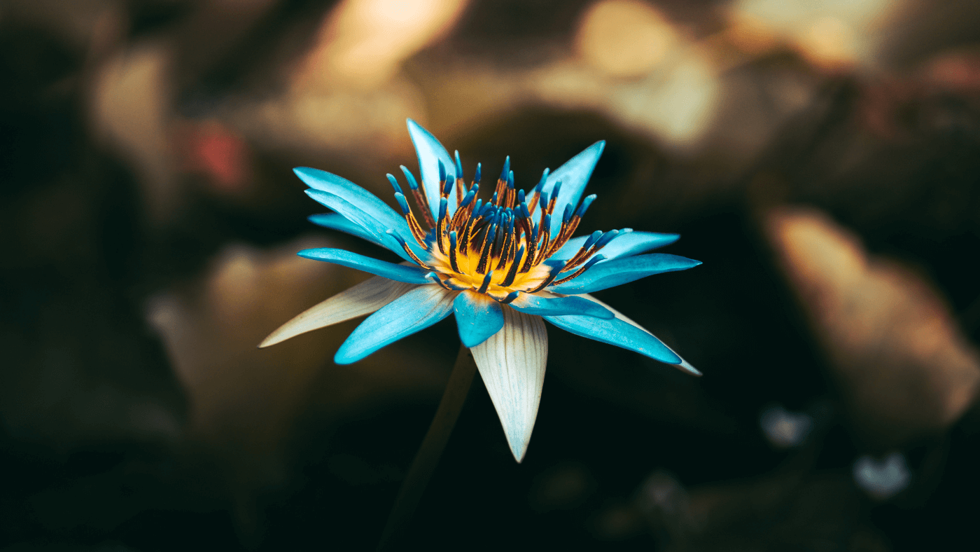 Blauer Lotus Wirkung: Eine Natürliche Wunderpflanze