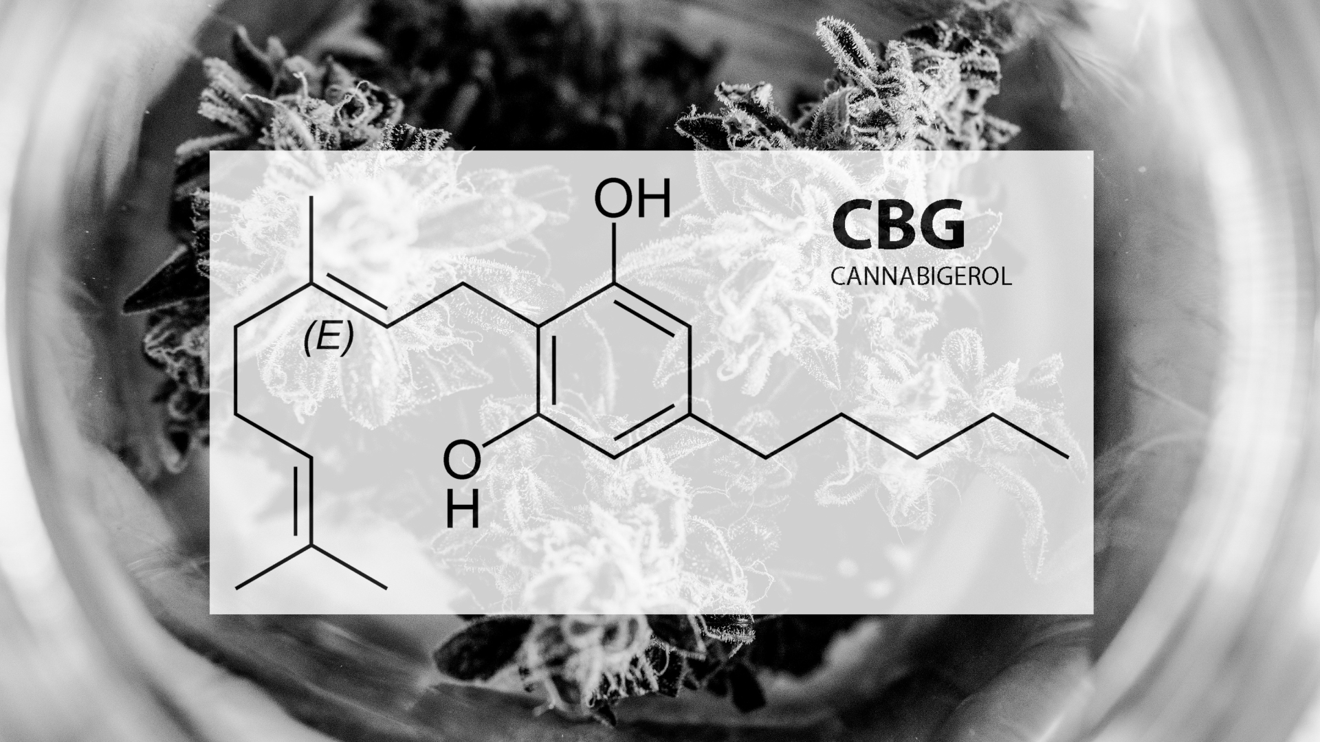 Was ist Cannabigerol (CBG) Eine umfassende Einführung