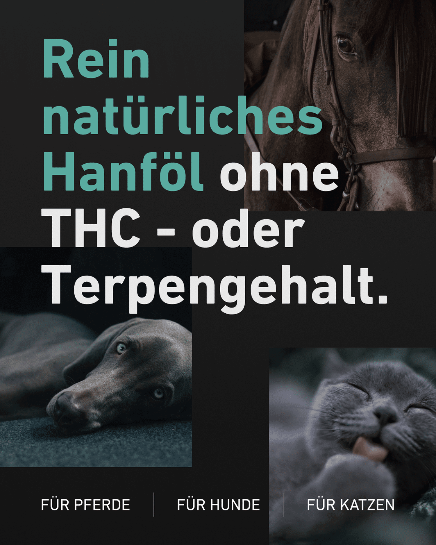 CBD Öl für Tiere