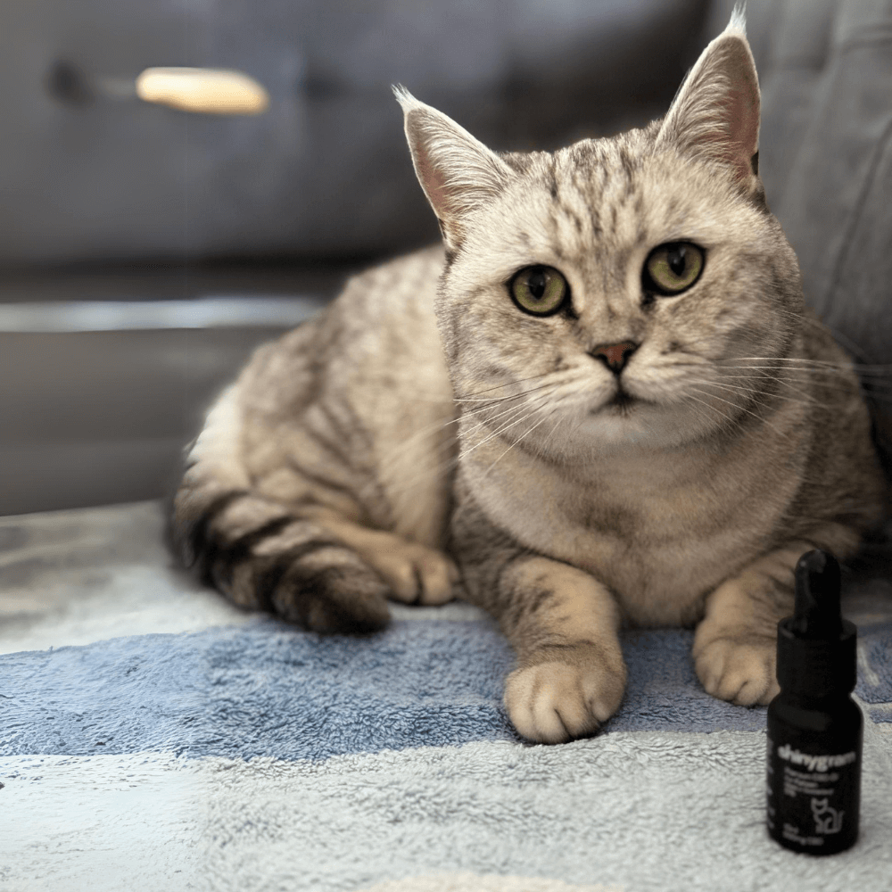 CBD Öl Wirkung bei Katzen