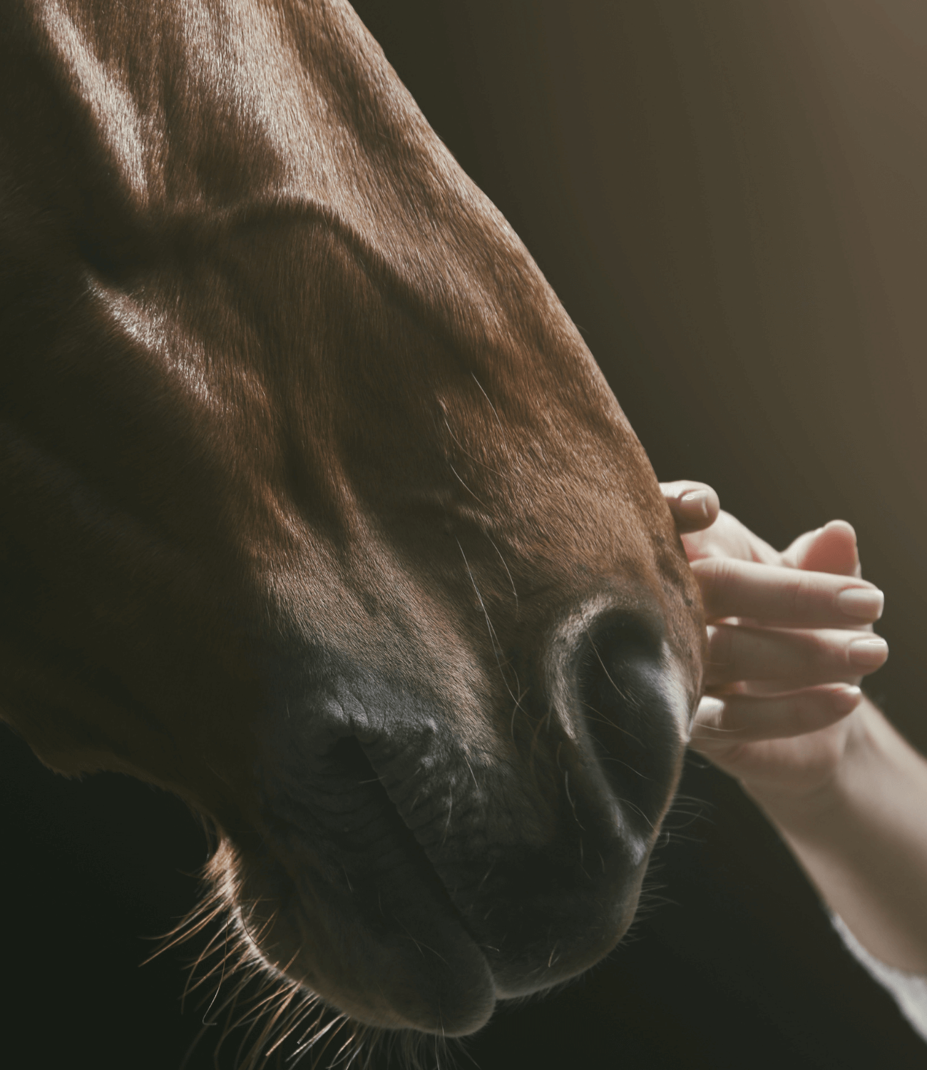 Hanföl für Pferde bei Magenproblemen